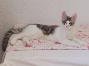 kittens is born !!