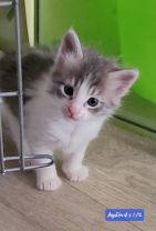 Des chatons sont nés !!