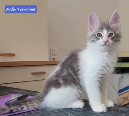 kittens is born !!