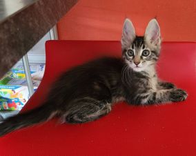 Des chatons sont nés !!