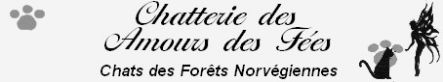 chatterie des Amours des Fées - Norvégien