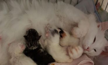 kittens is born !!
